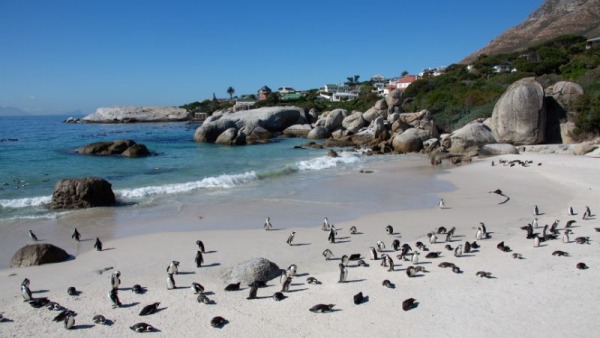 Boulders Beach
