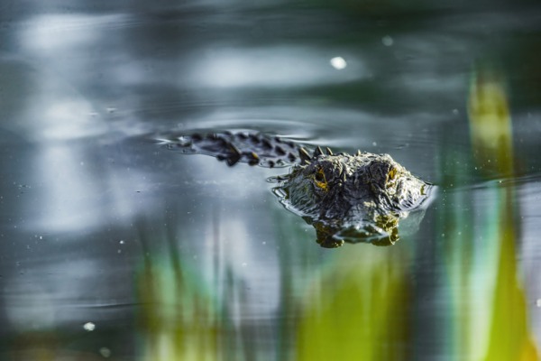 Gli-alligatori-delle-Everglades-sono-avvistabili-durante-le-escursioni-nelle-vacanze-studio-a-MIami